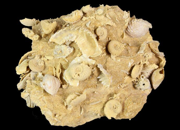 Exquisite Miniature Ammonite Fossil Cluster - France #92512